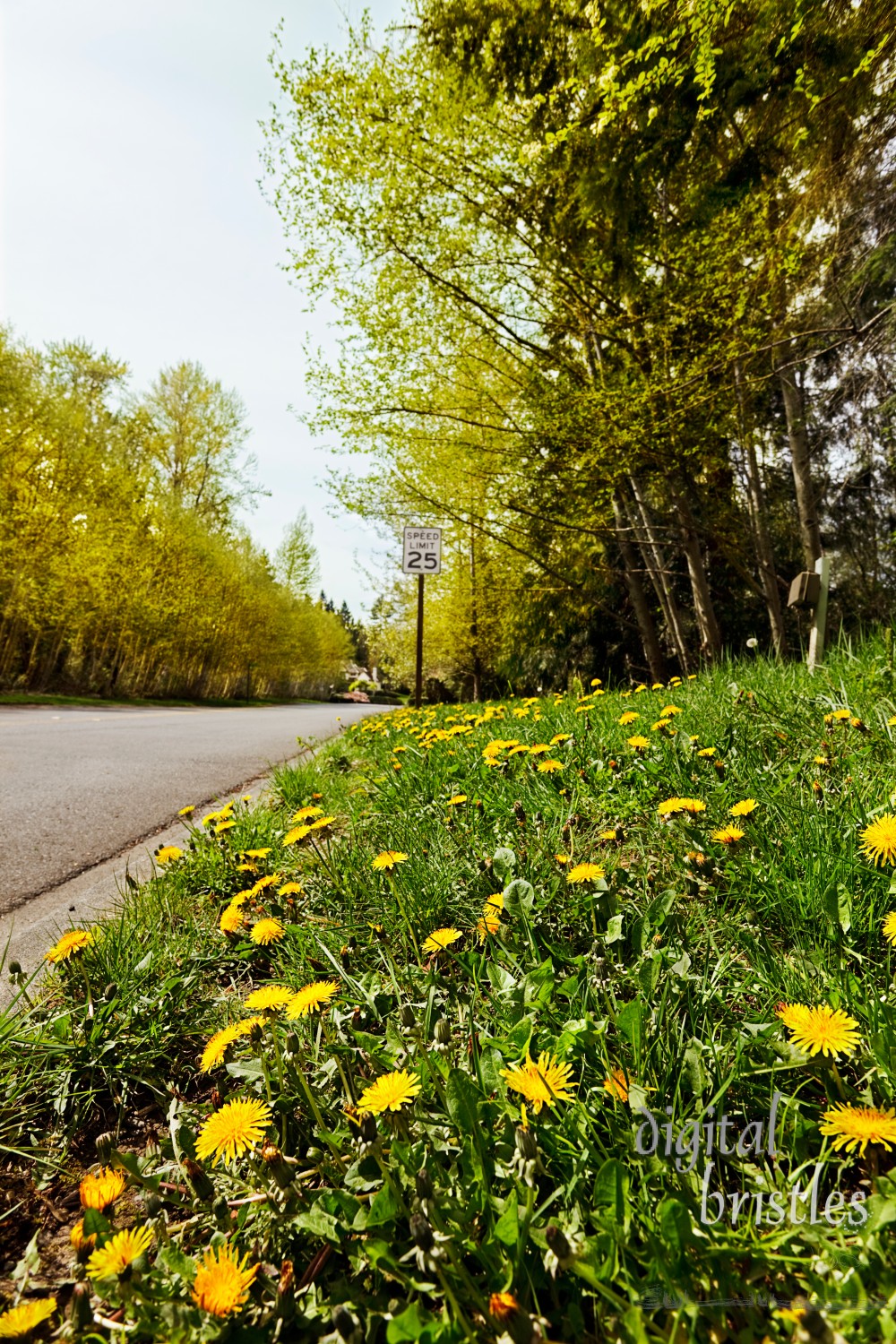 Quiet road with Spring dandelions & new leaf buds