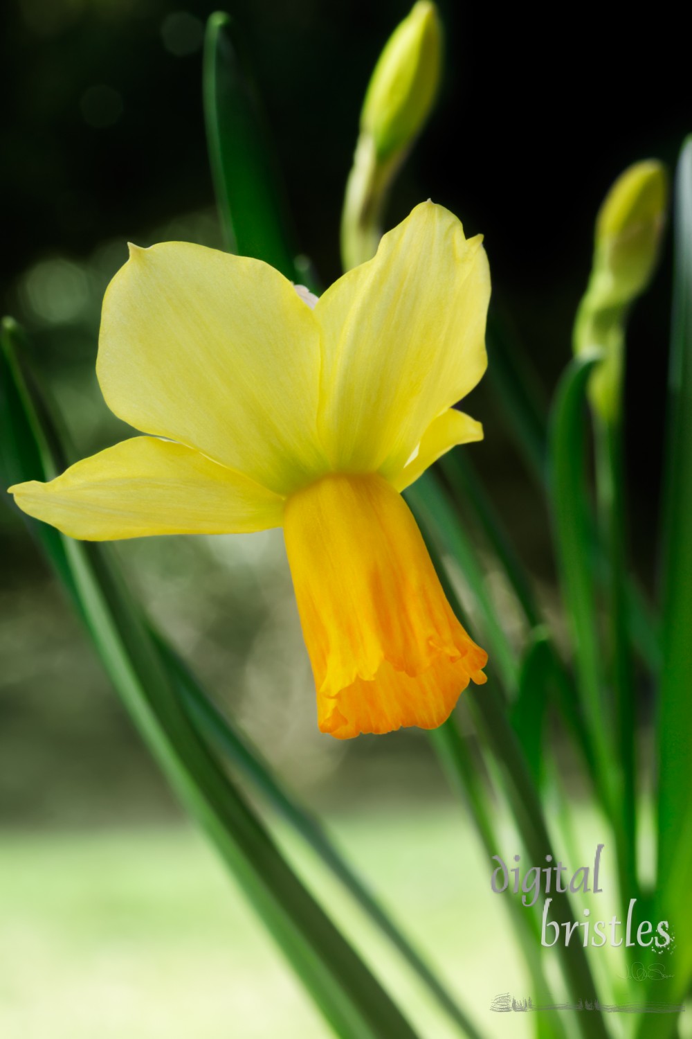 Daffodil flower bent over