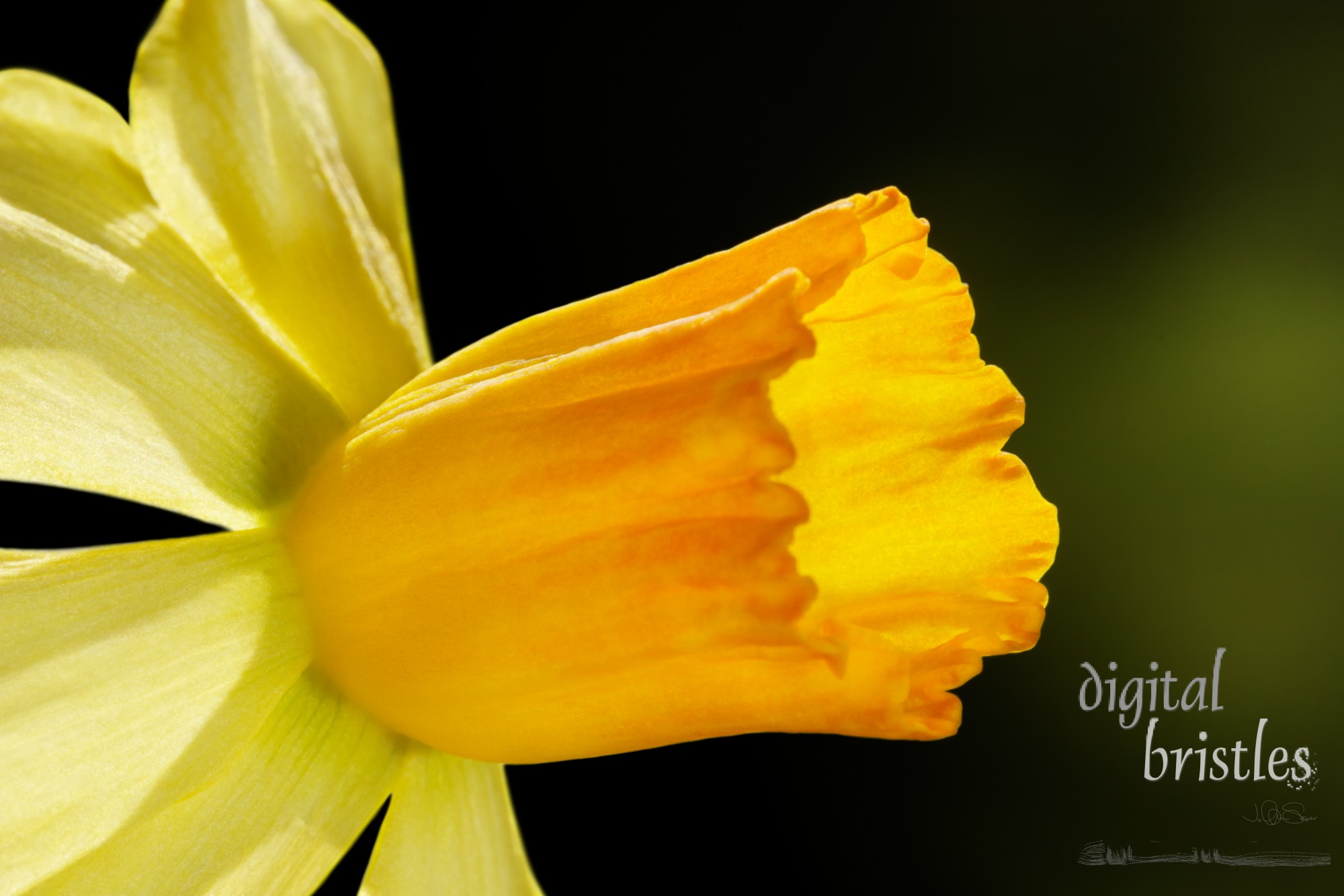 Daffodil flower facing the morning's winter sun - focus on edges of flower cup