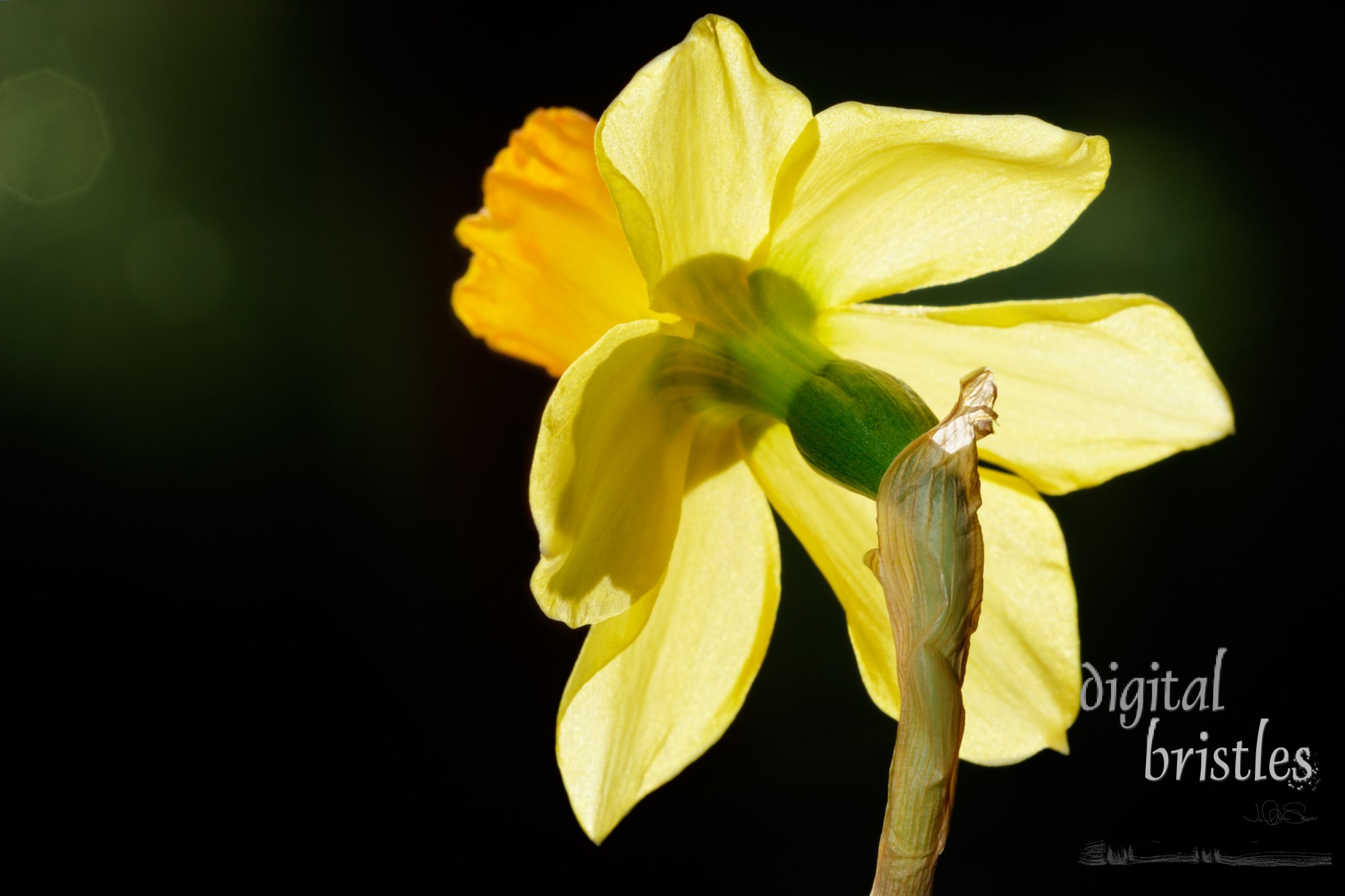 Daffodil flower facing the morning's winter sun - focus on spathe and stem