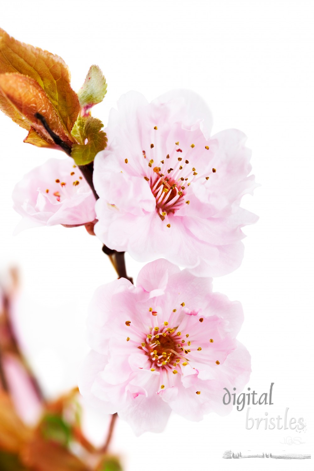 Flowering tree blossoms, Purple Leaf Plum  (Prunus cerasifera - Thundercloud)