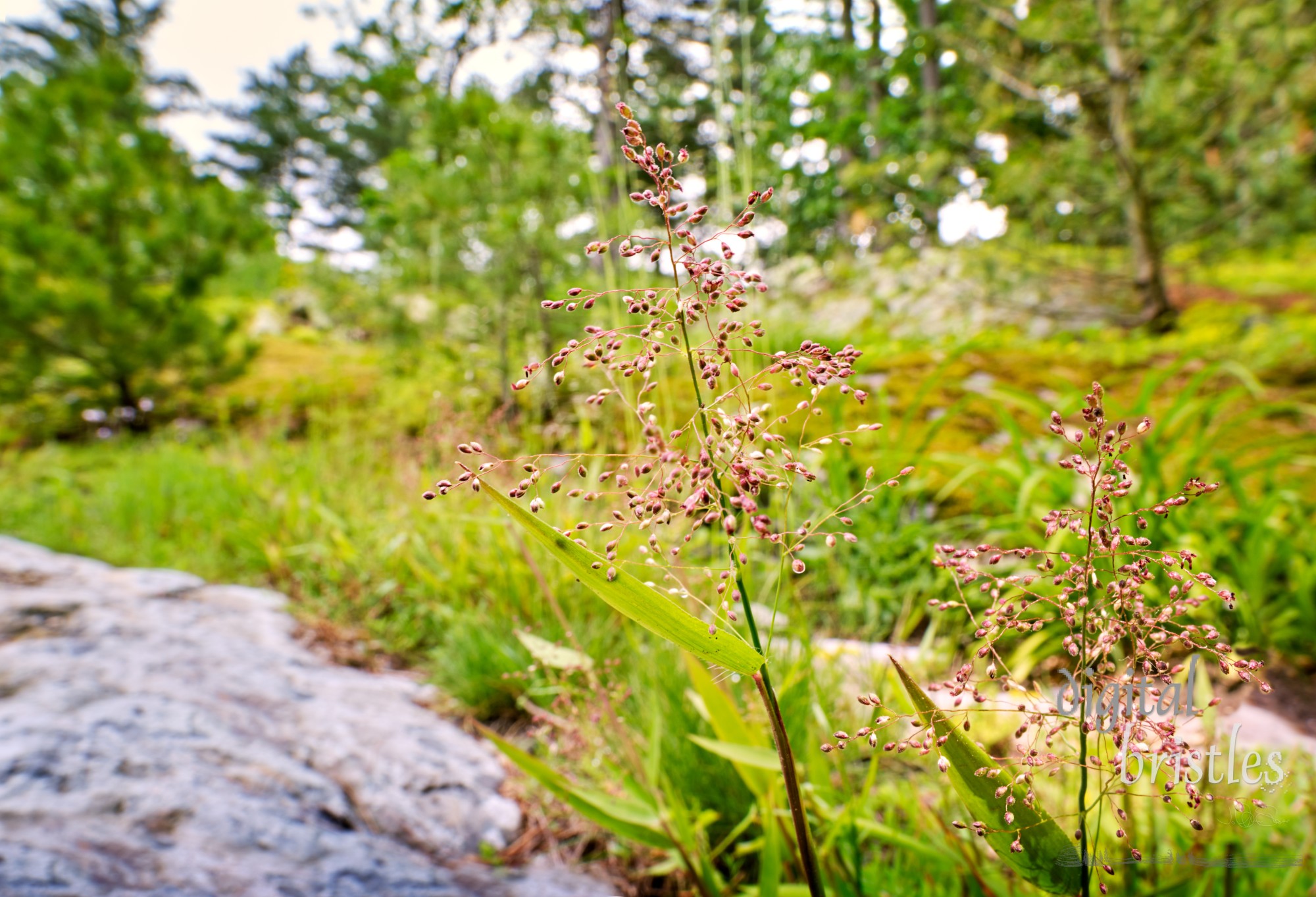 One of the many members of the switchgrass family, Hairy Panic Grass