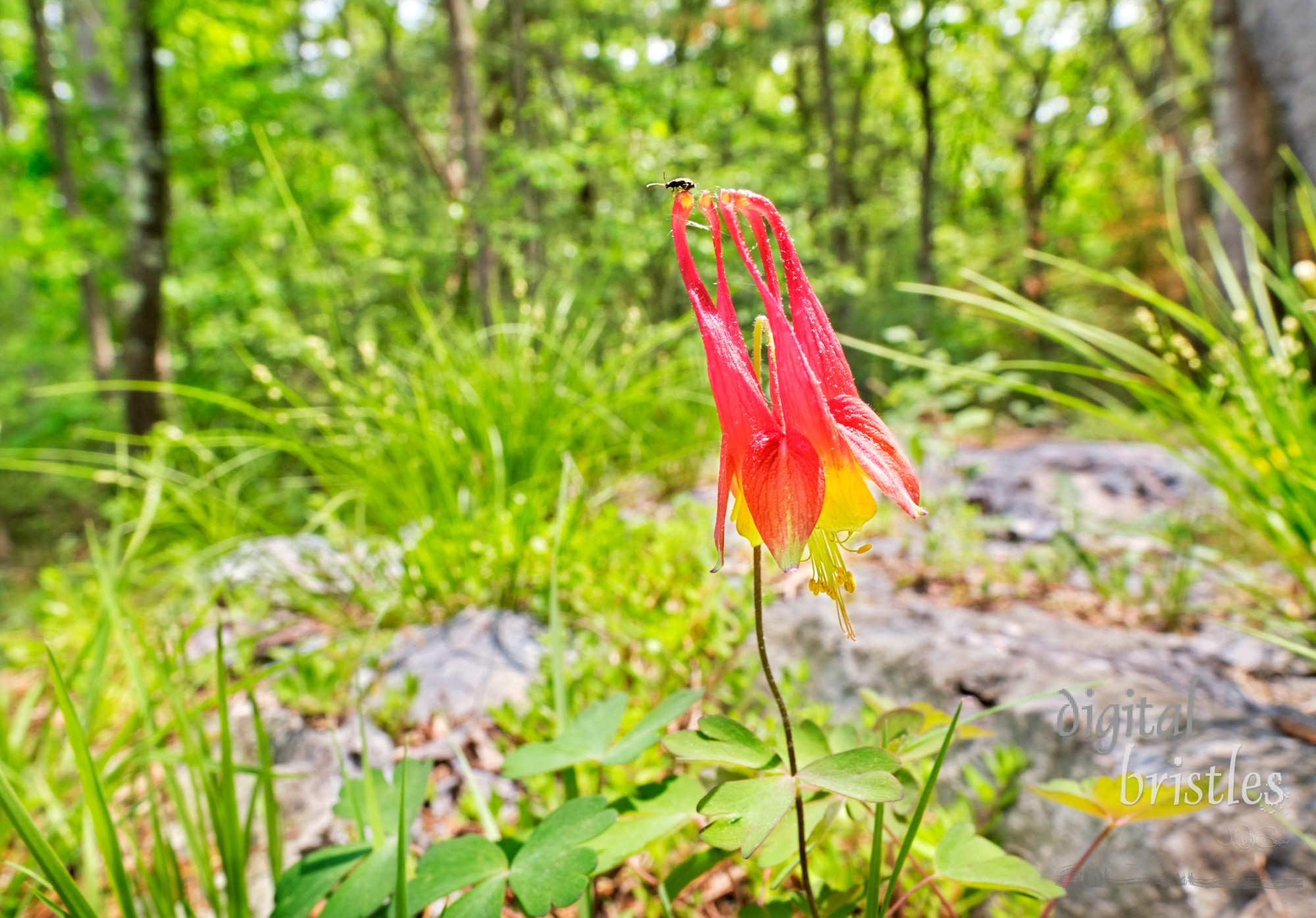 Vivid red and yellow wild red columbine stands out amid all the spring greens. Tiny insect has a gret view from the top