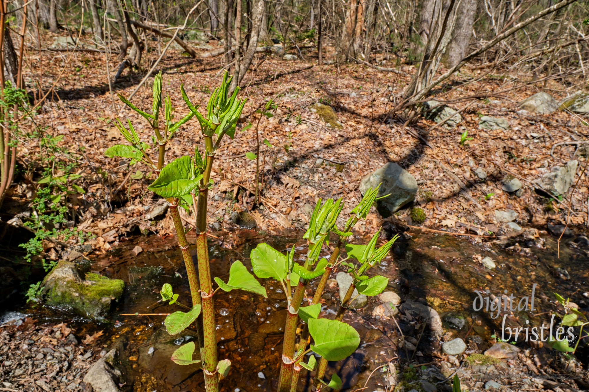 Japanese knotweed growing by a small woodland stream in early Spring. See the later image in this series for one month's growth