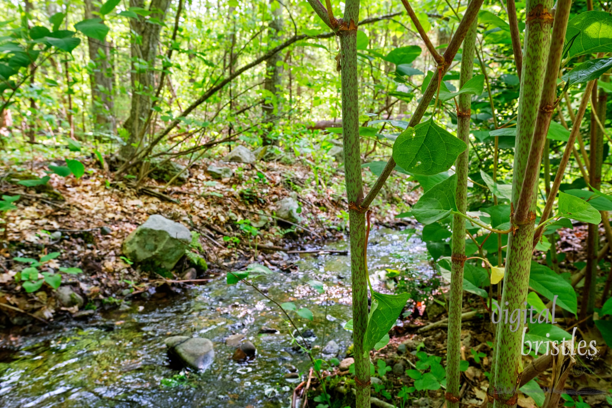 A stream bank in the Needham Town Forest now shaded by the tall stand of Japanese knotweed on its banks (only one month after the sprouting picture in this series)