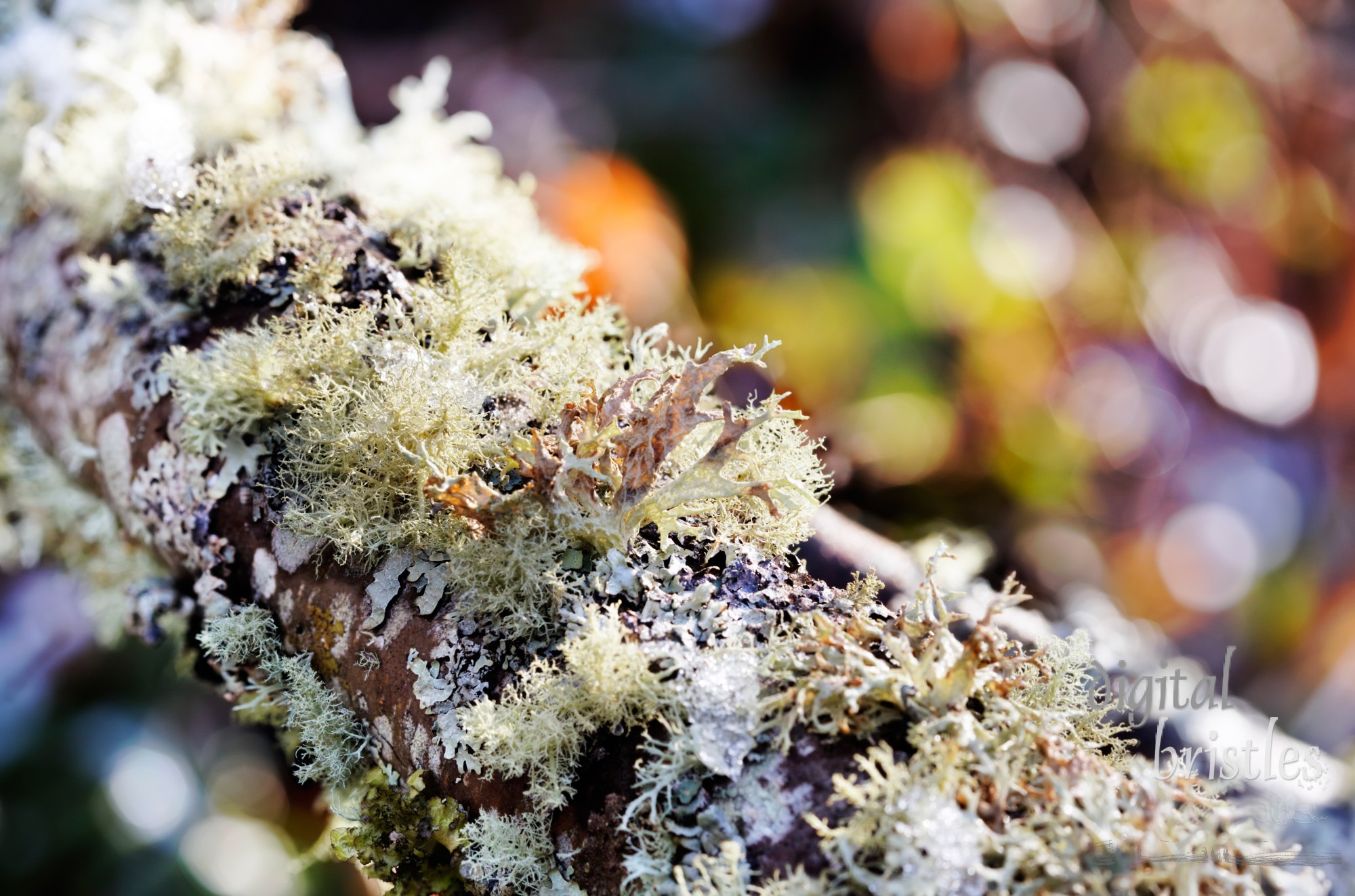 Morning light on forest lichens in the damp Pacific Northwest