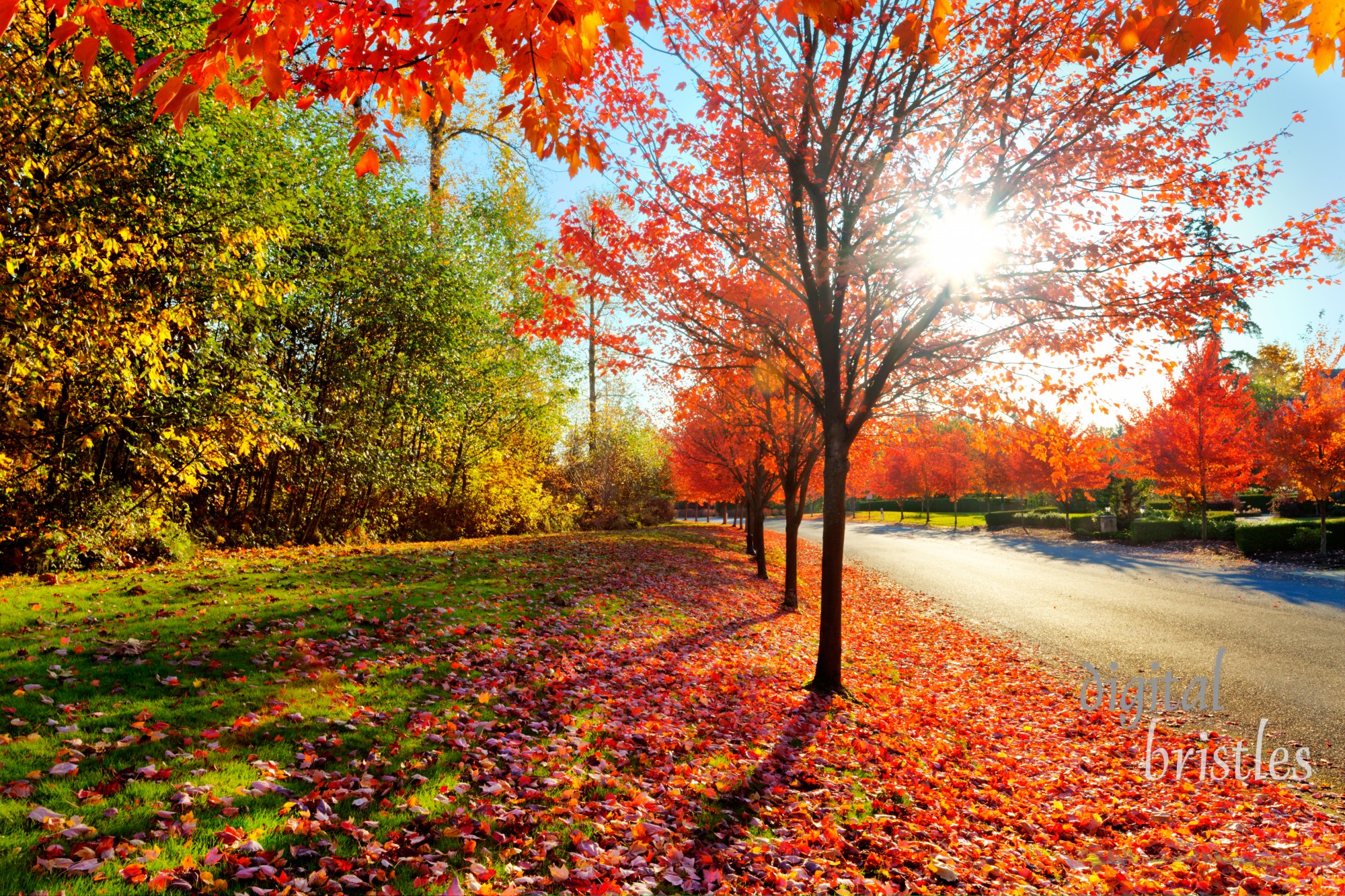 Late afternoon autumn sun bursts through maple tree and lights carpet of leaves