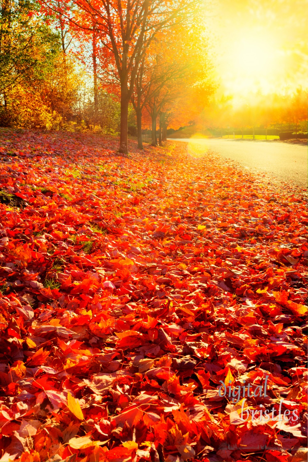 Blast of late afternoon on on a pile of red maple leaves at roadside