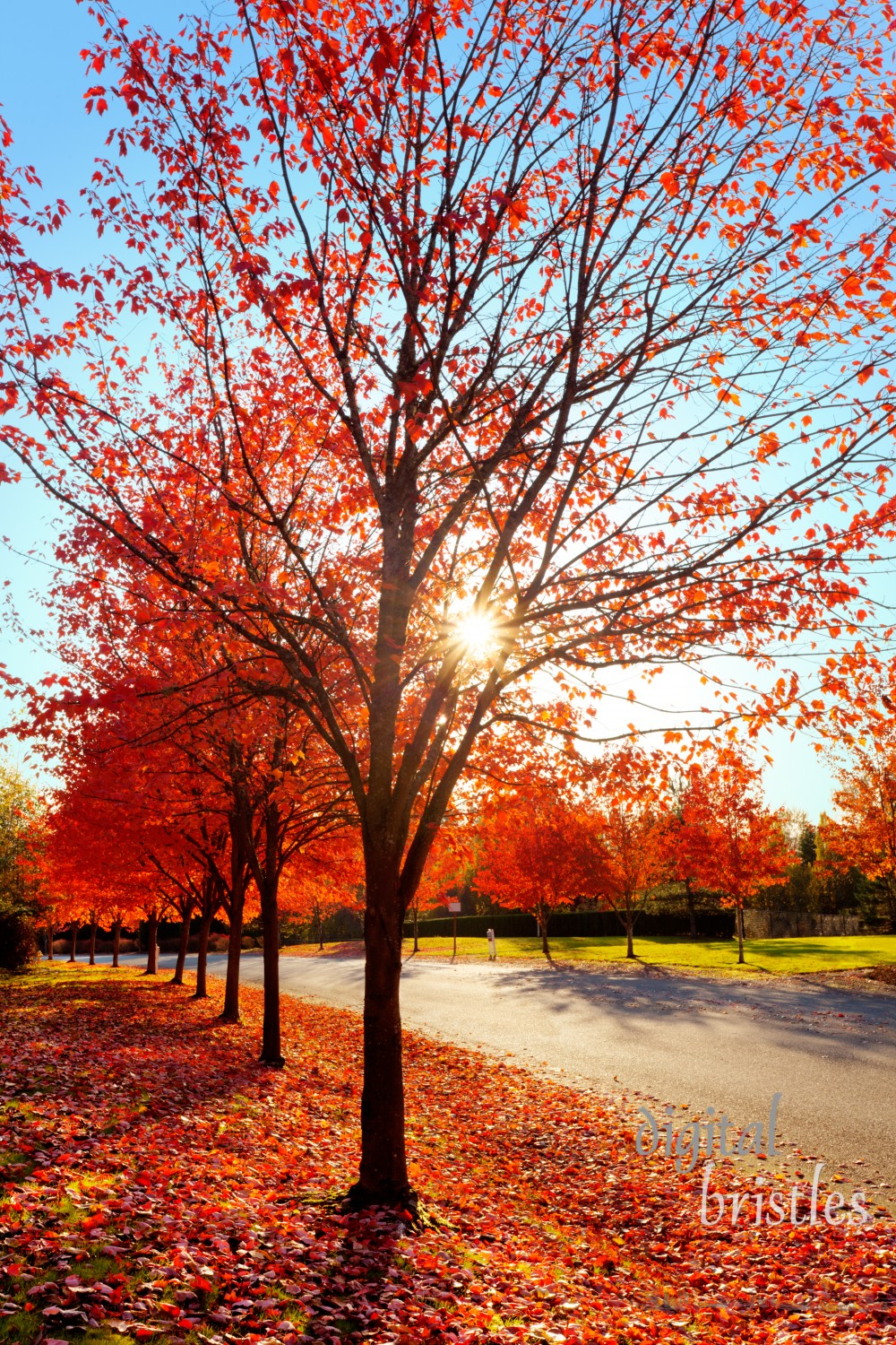 Afternoon sun lights up the last fall leaves on maple trees