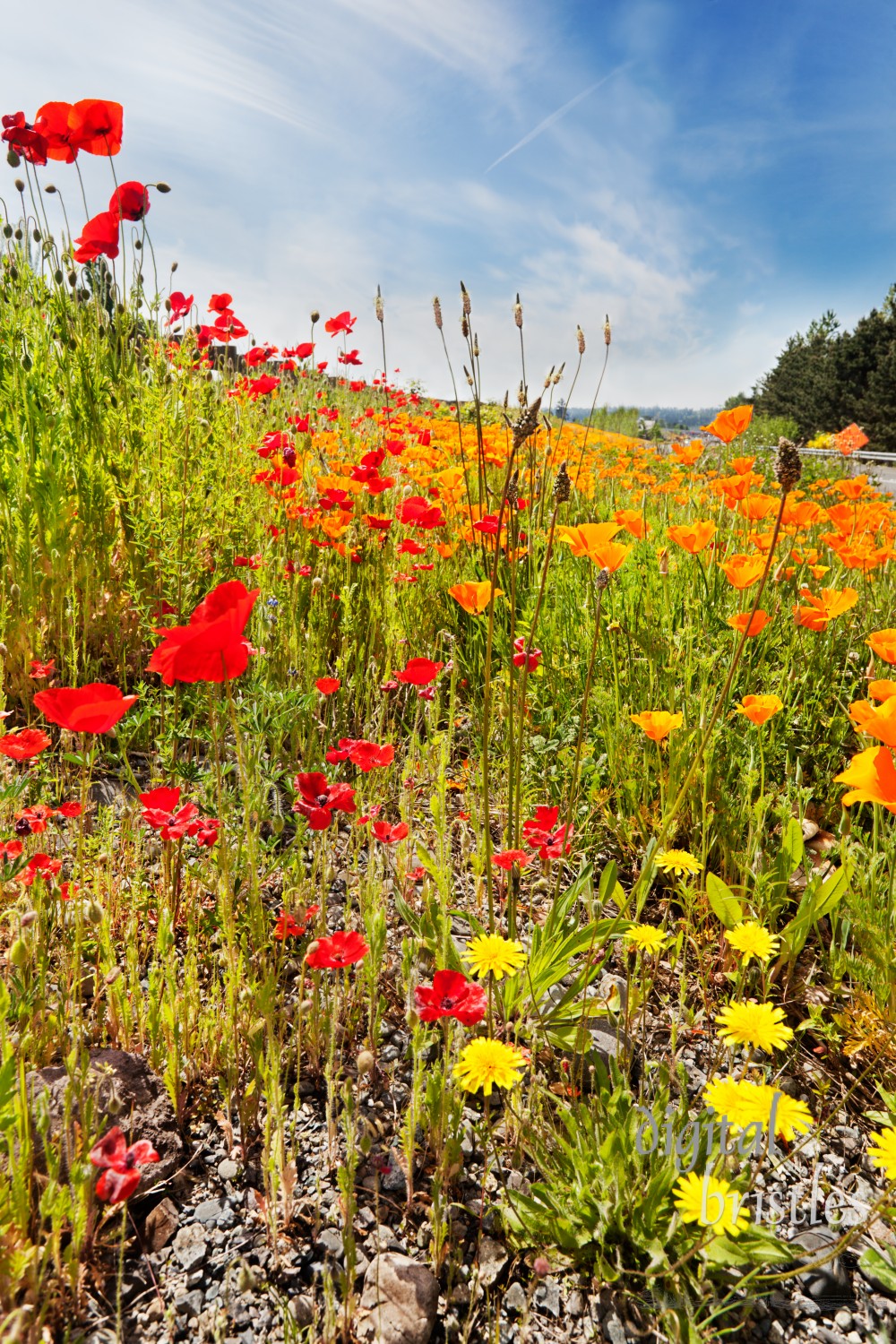 Roadside spring wildflowers - red & orange poppies, lupins, clover, daisies