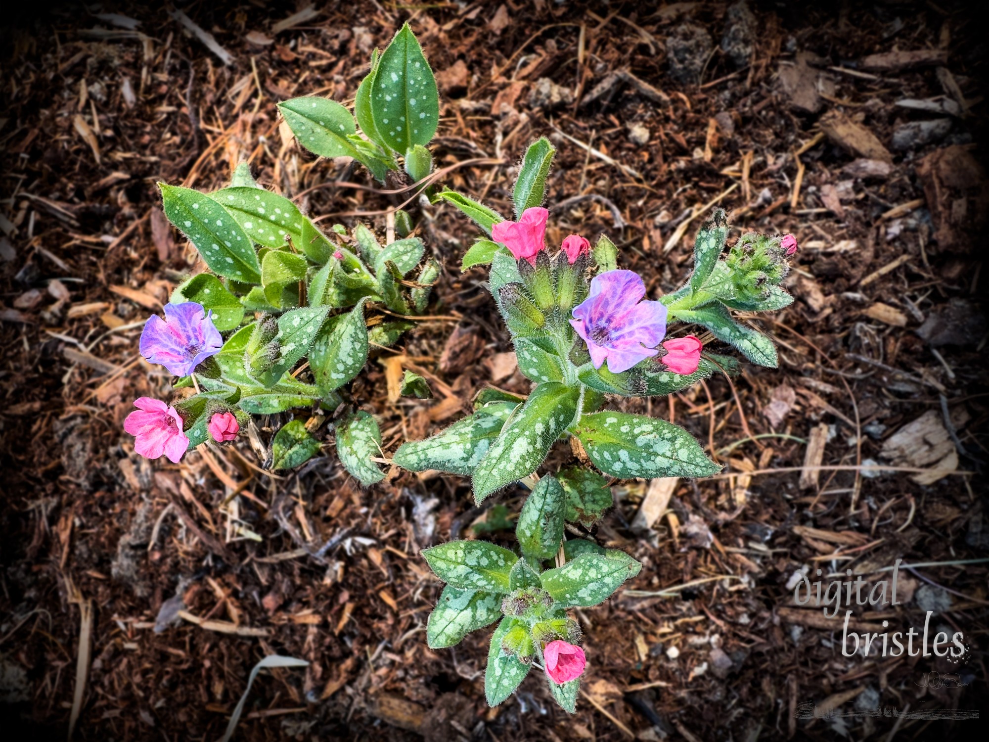 Pulmonaria - lungwort . Pretty purple and pink flowers surrounded by hairy-edged spotted leaves