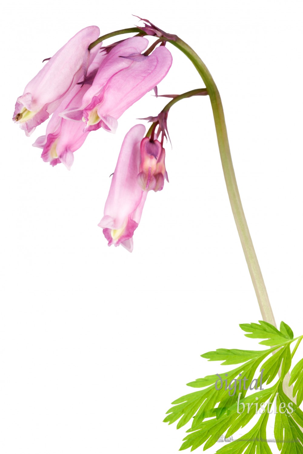 Delicate purple spring wildflowers - Dicentra Formosa