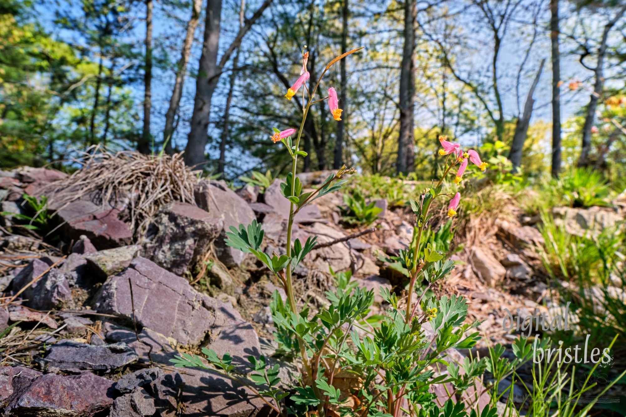 Pretty, tiny, Rock Harlequin flowers in among rocks on a stony ledge