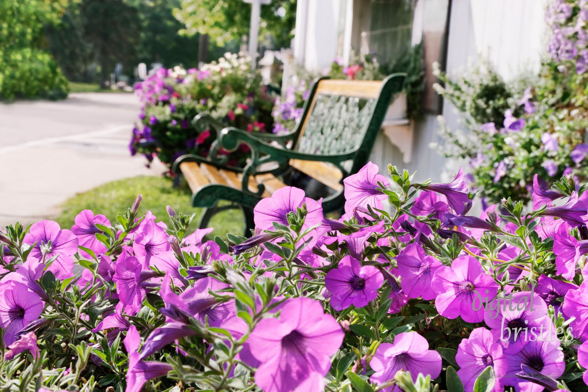 Pretty summer flowers outside a store on a quiet street