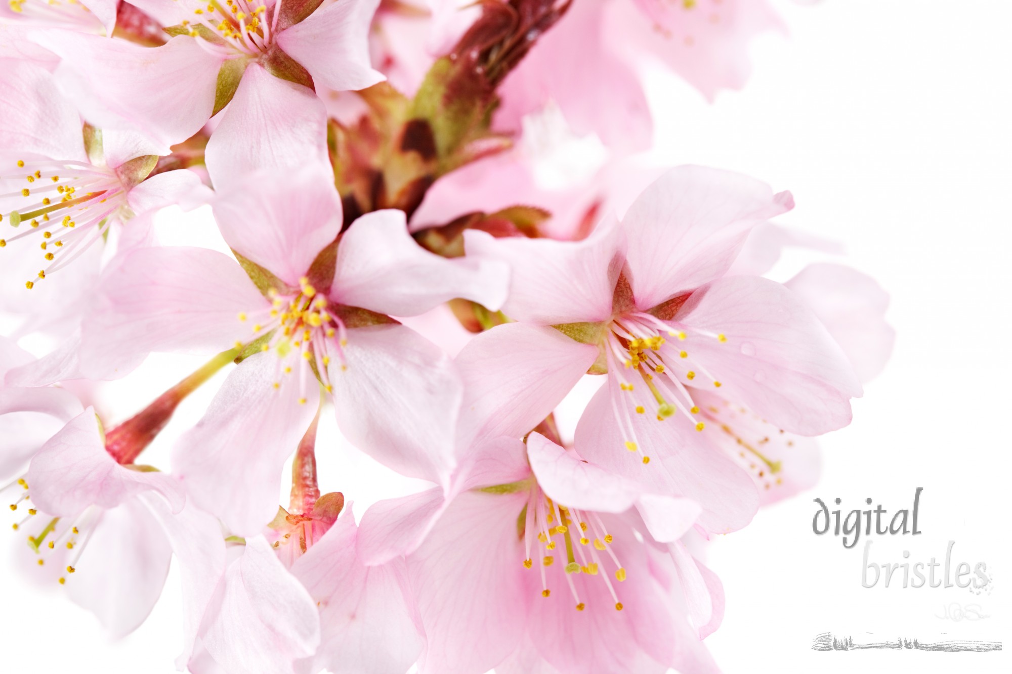 Delicate pink blossoms from a flowering cherry tree