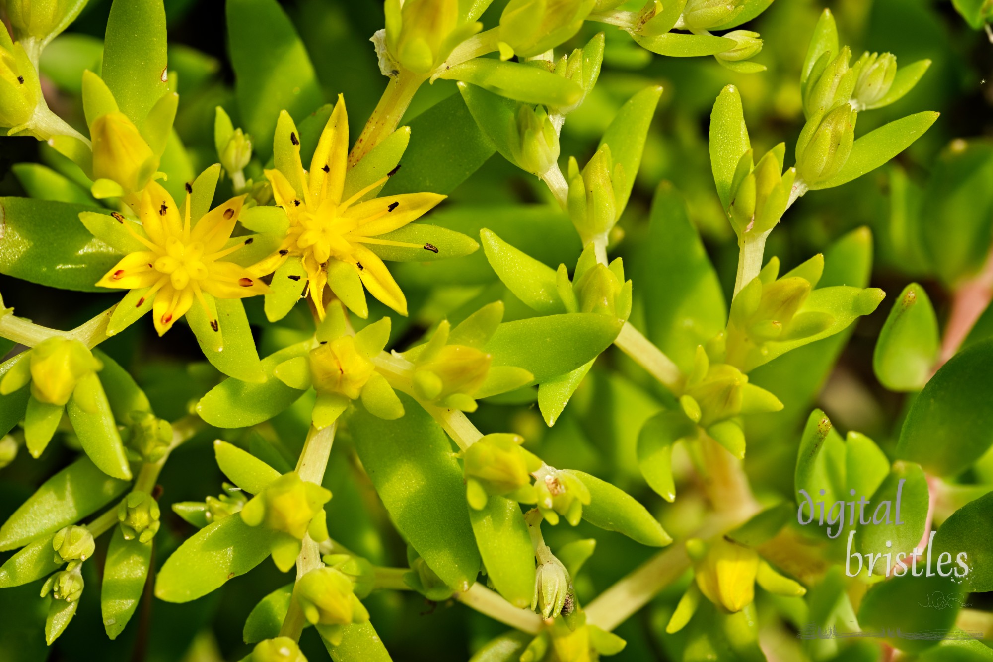 Dense background of Stringy Stonecrop stems with two bright yellow flowers