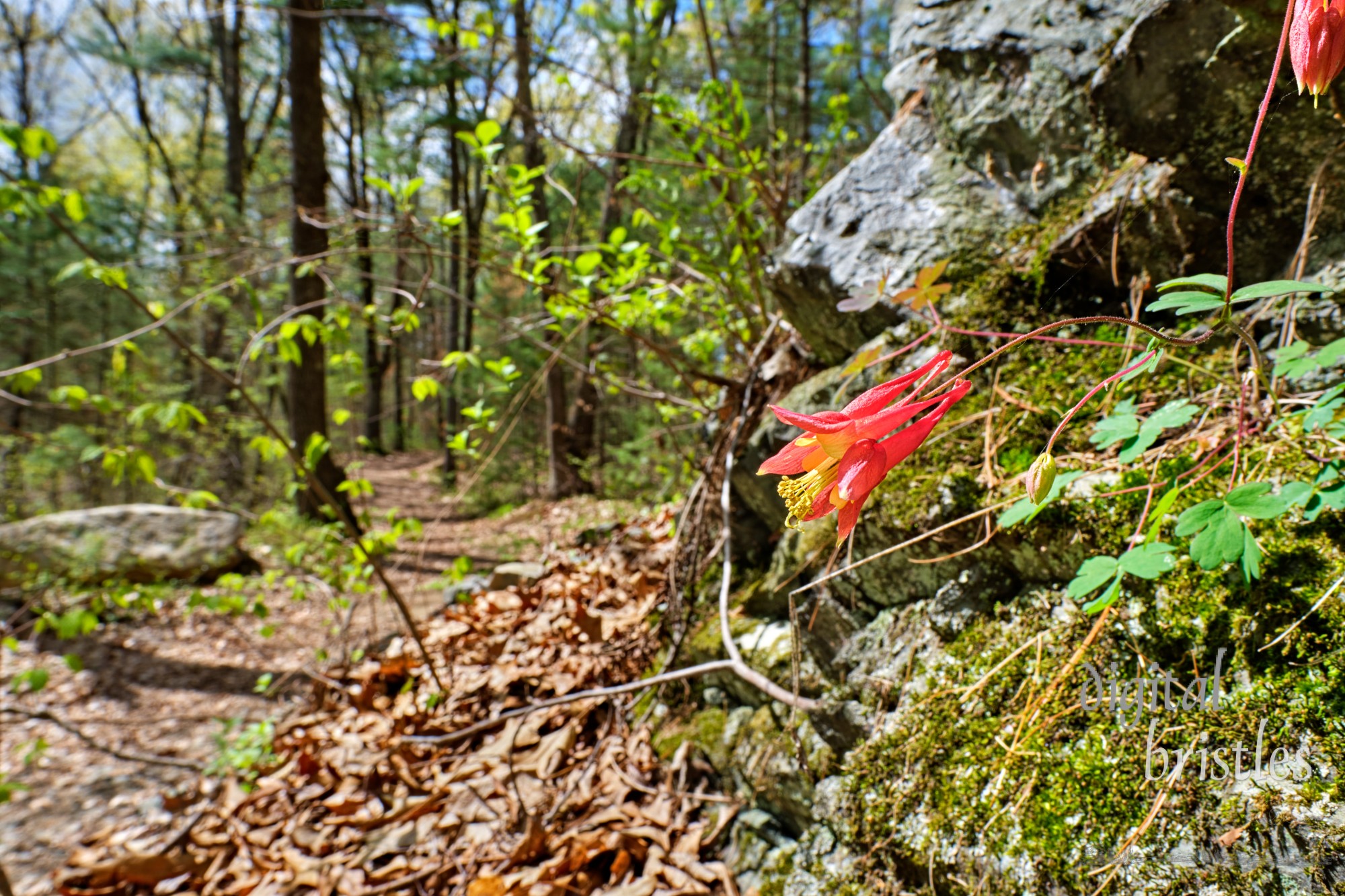 Winding path through the Needham Town Forest on a sunny Spring afternoon; Eastern Red Columbine soaks up the sunshine