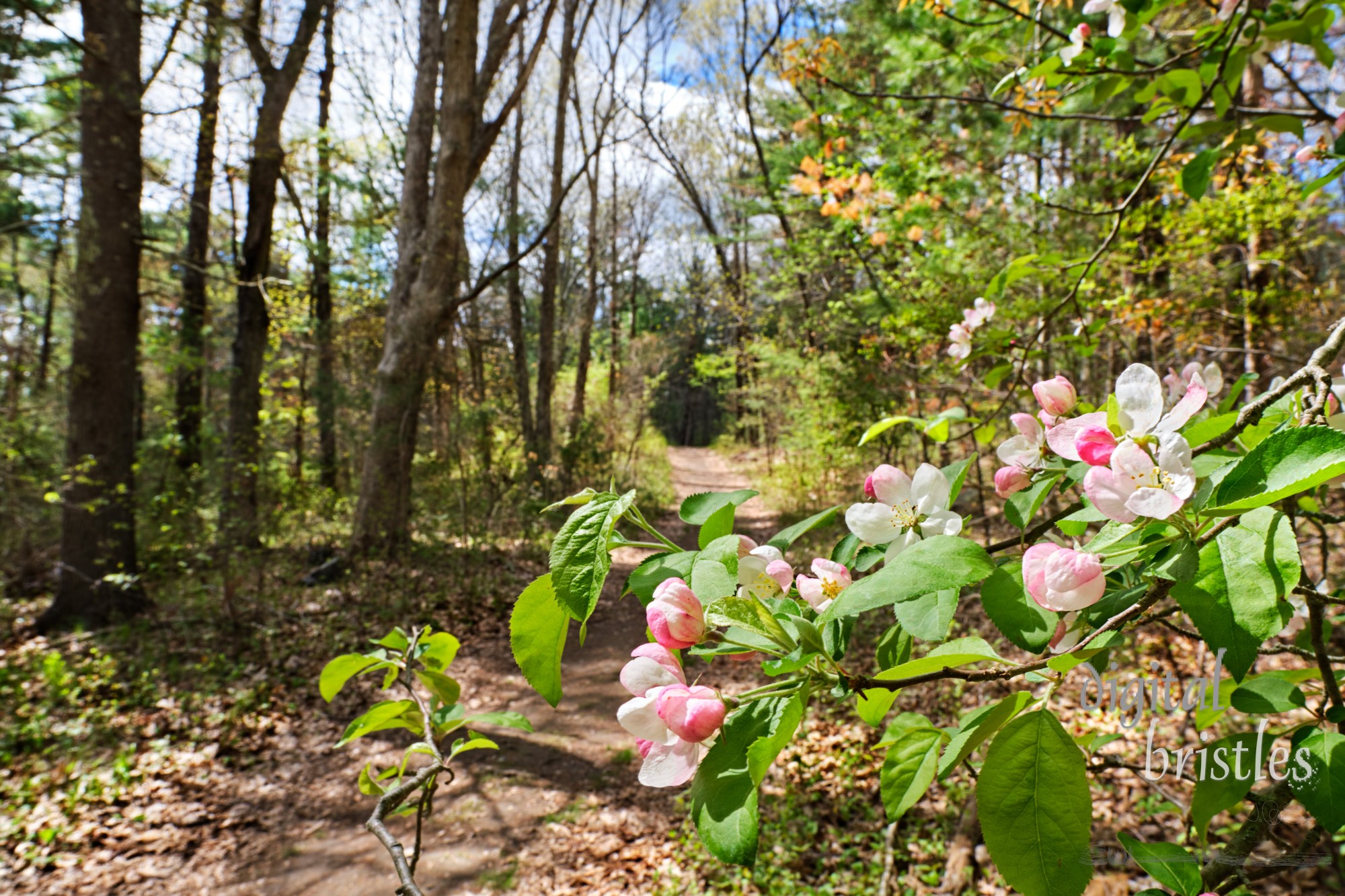 Crabapple flowers line a path through the Needham Town Forest on a sunny Spring day