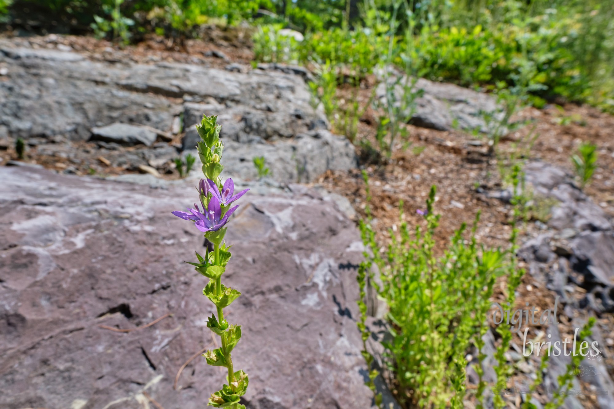 Pretty purple wildflowers thrive in a patch of disturbed soil in a sunny Spring garden
