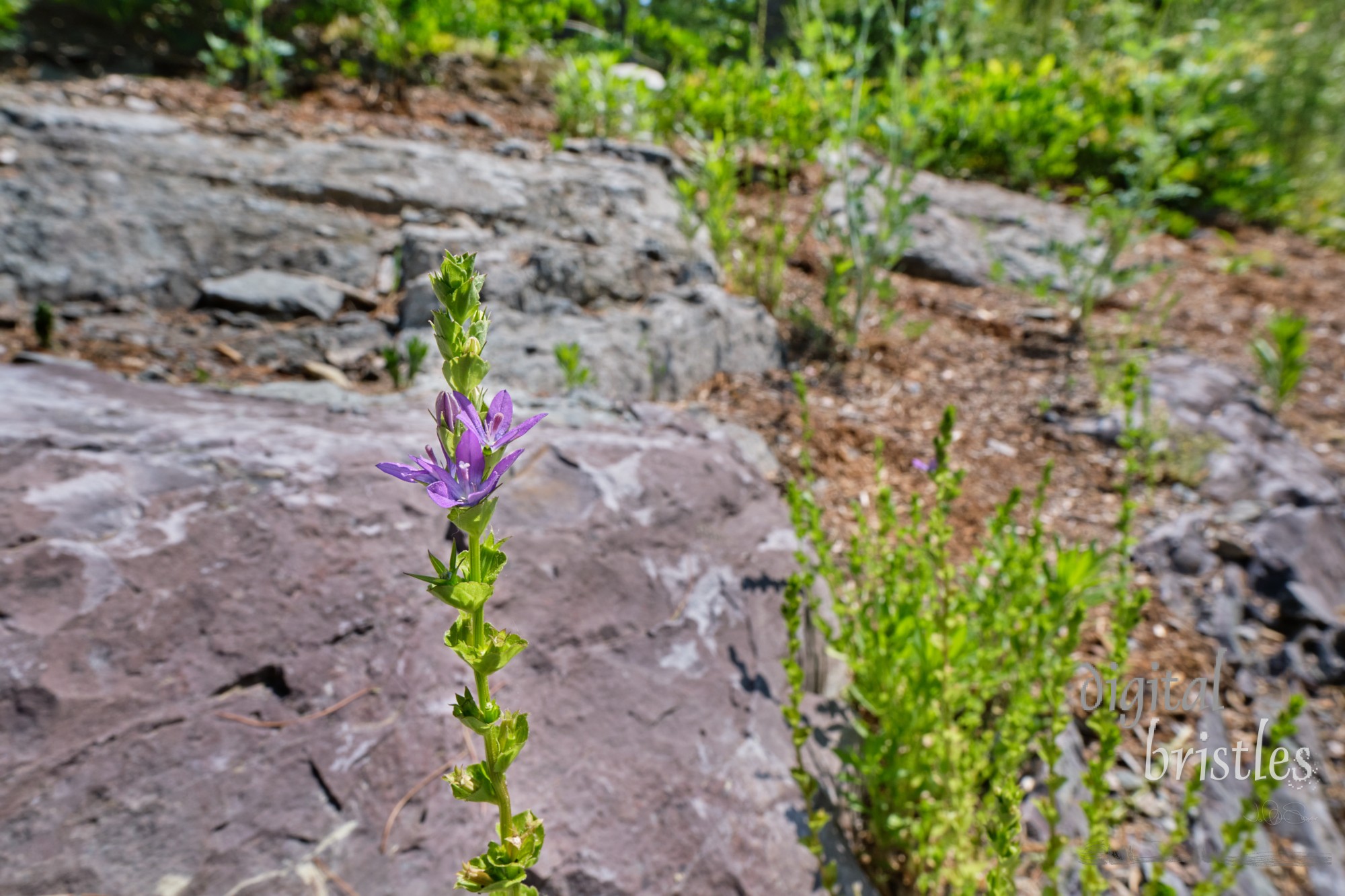 Pretty purple wildflowers thrive in a patch of disturbed soil in a sunny Spring garden