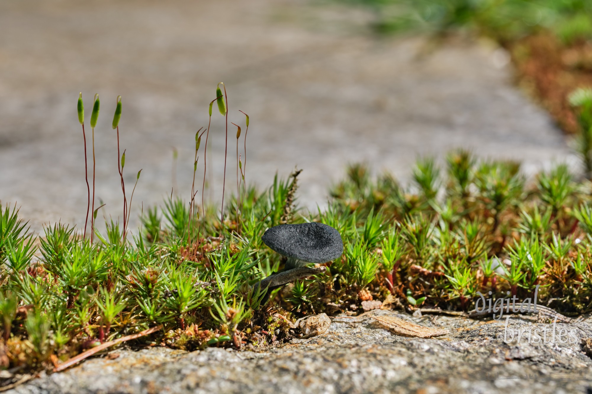 A tiny black mushroom, Arrhenia chlorocyanea, known as verdigris navel, grows among the haircap and fern mosses in a stone patio in the Pacific Northwest