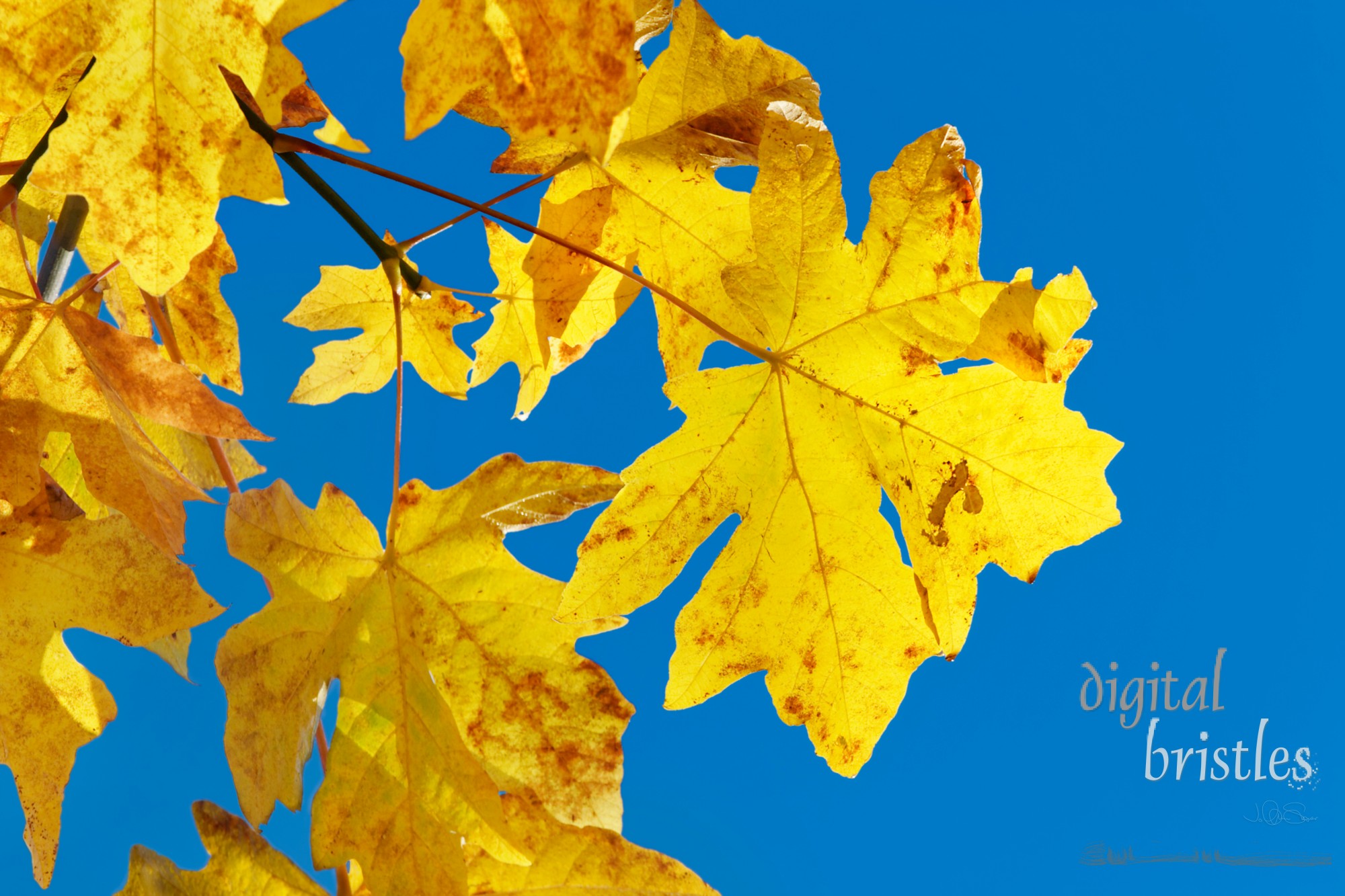 Big leaf maples in bright autumn sunlight