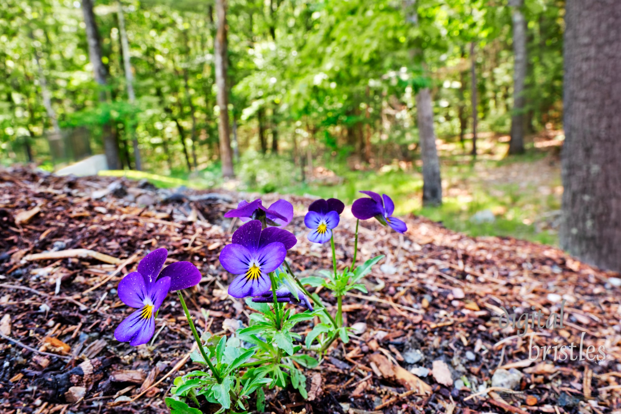 A collection of wild pansies have found a fertile spot on the edge of the woods