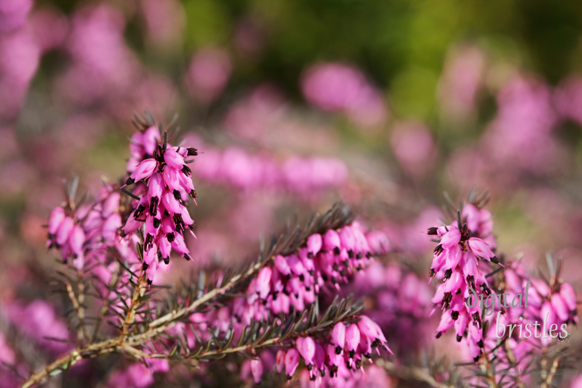 Heather blooms in winter sunshine