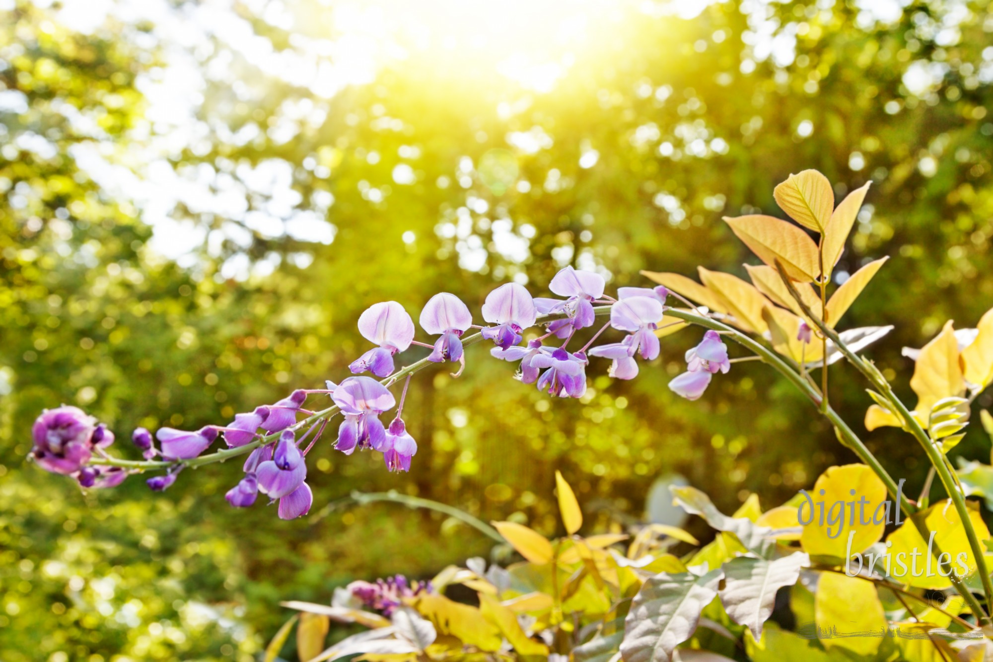 Wisteria flowers against a backdrop of trees in the afternoon sunlight