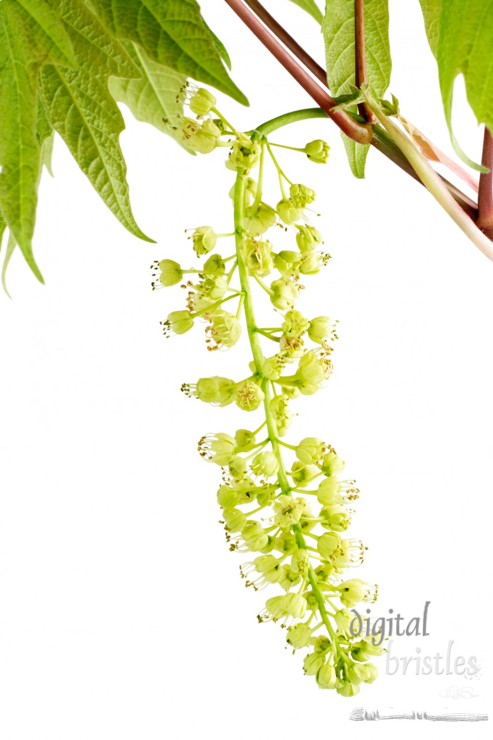 Big leaf maple branch with spring flowers and emerging leaves, isolated