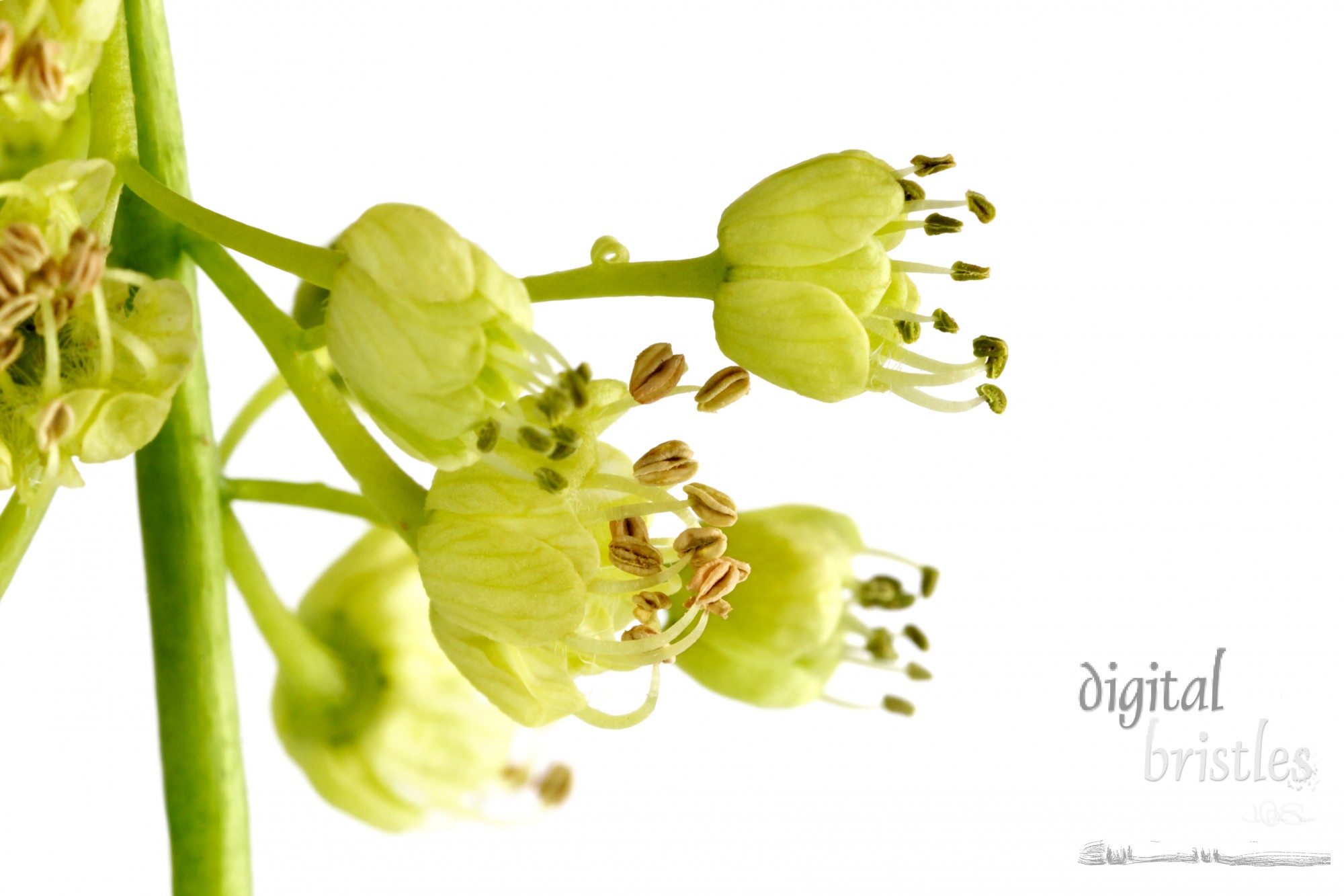 Spring flowers of the big leaf maple tree, acer macrophyllum