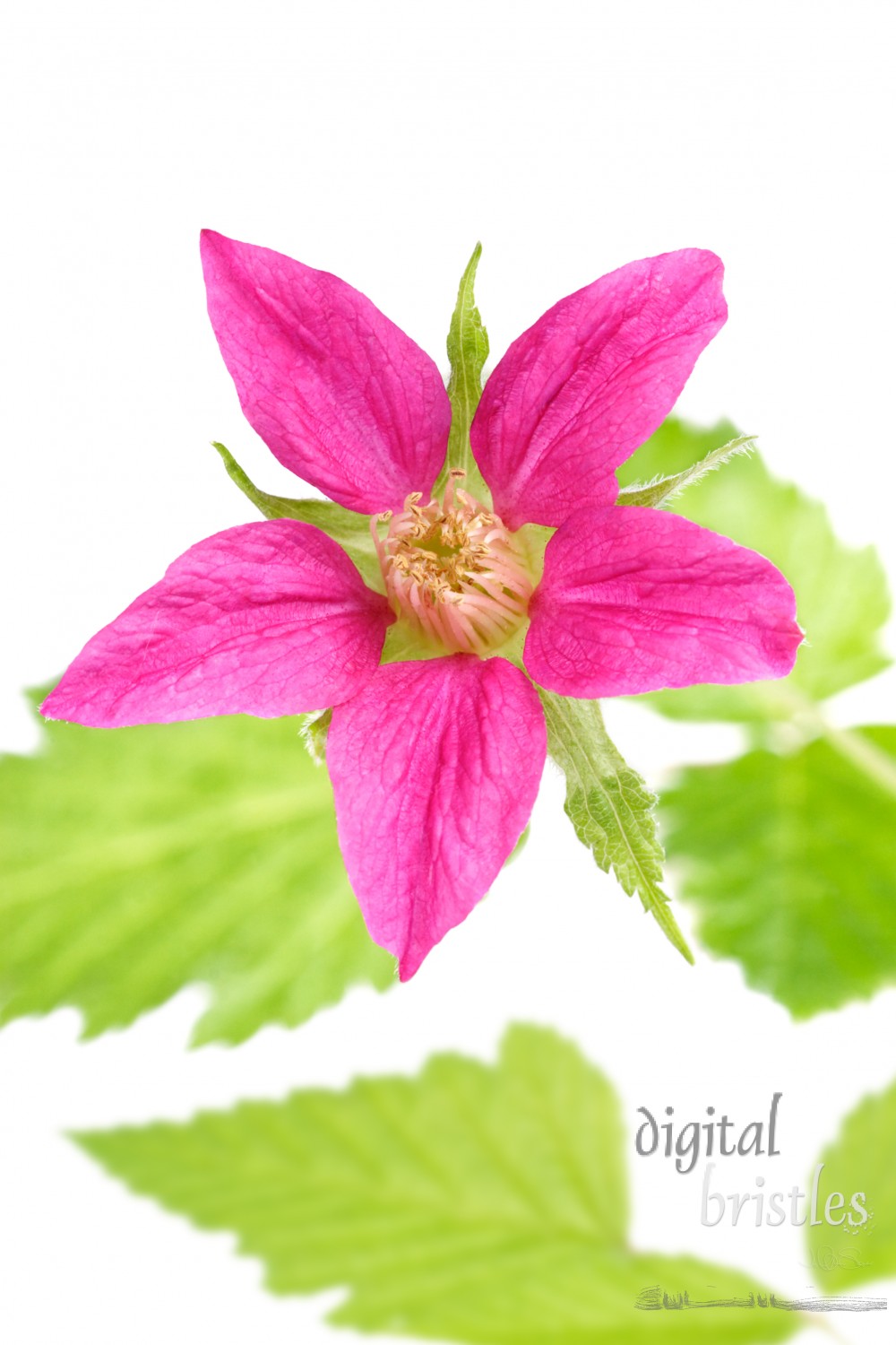 Salmonberry (Rubus spectabilis) blossom and leaves, details