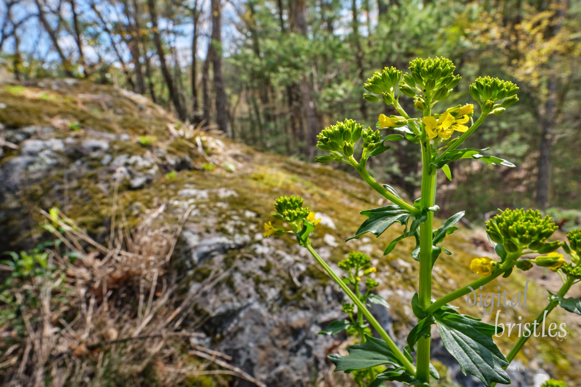 Pretty yellow flowers start to open on stalks of Yellow Rocketcress, a herb also known as Bittercress