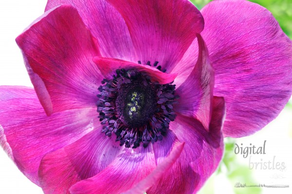 Macro shot of a purple poppy anemone - Mona Lisa