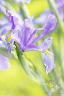 Spring sunlight on a delicate Iris flower - very shallow DOF