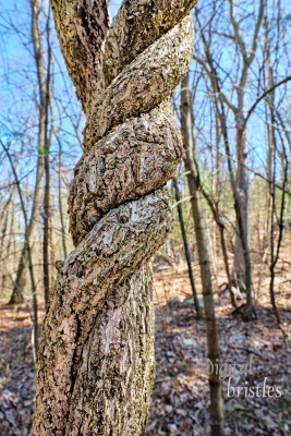 Asiatic bittersweet vine strangling a tree by wrapping tightly around it