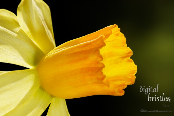 Daffodil flower facing the morning's winter sun - focus on edges of flower cup