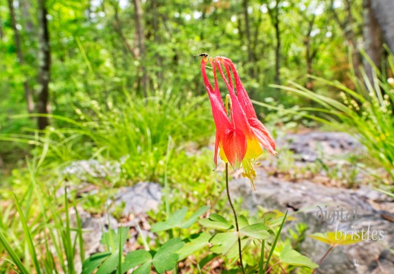Vivid red and yellow wild red columbine stands out amid all the spring greens. Tiny insect has a gret view from the top