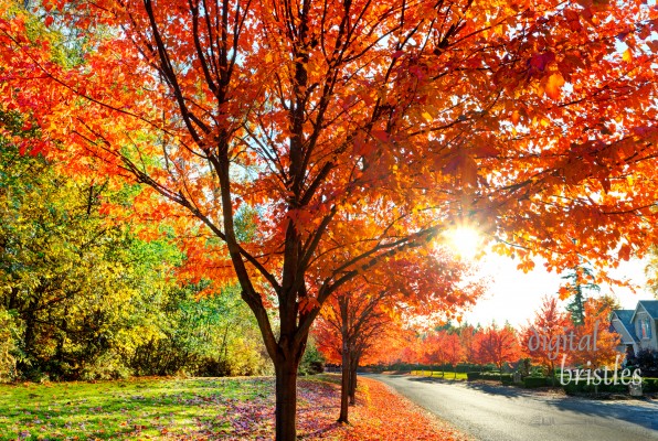 Brilliant autumn foliage lit up late on a sunny afternoon