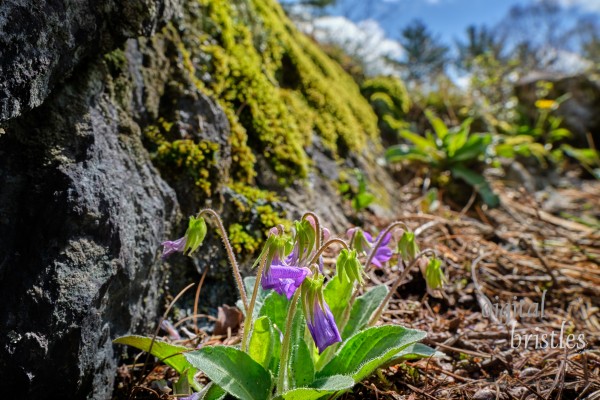 Prairie violet blossoms droop after rain on a Spring morning as they dry out in the sunshine