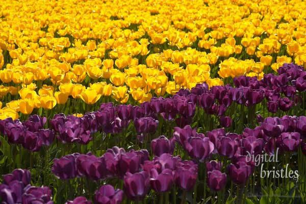 Capturefile: C:\Images\Spring 2004\Apr RAW\Flowers n ferns\040411_0032.CRW
CaptureSN: 820503196-1000032.684635
Software: C1 LE for Windows
