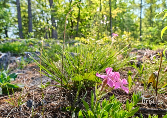 Rock Soapwort lit up by morning sunshine on a rocky ledge