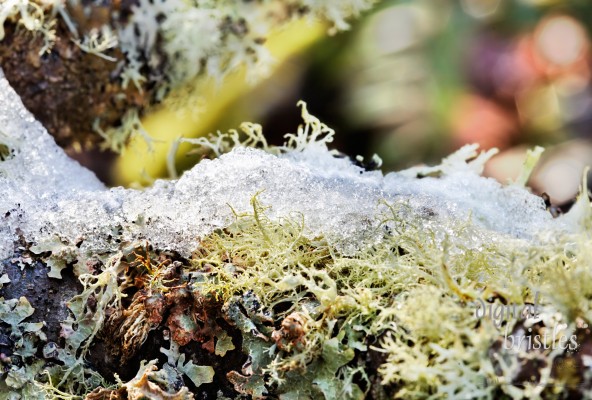 Snow and ice on winter lichens in the wet Pacific Northwest woods