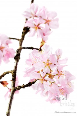 Spray of pink cherry blossoms