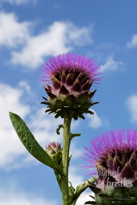 Summer thistle blooms