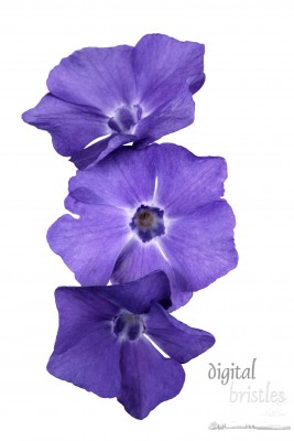 Three blue vinca (Common Periwinkle) flowers, isolated